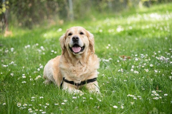 a long haired labrador retriever on grass