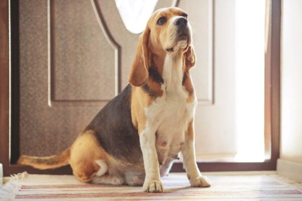 a pregnant dog by the door at home