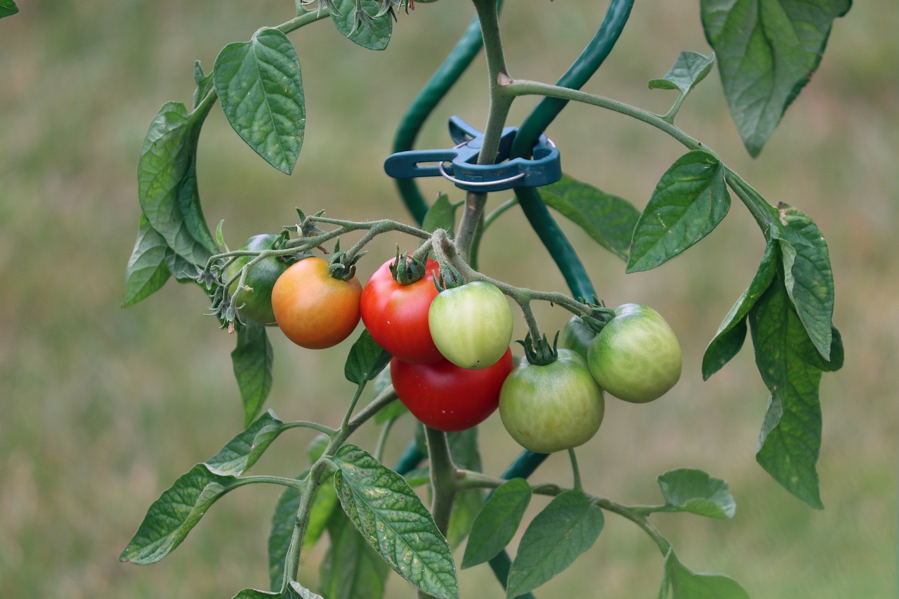 a tomato plant