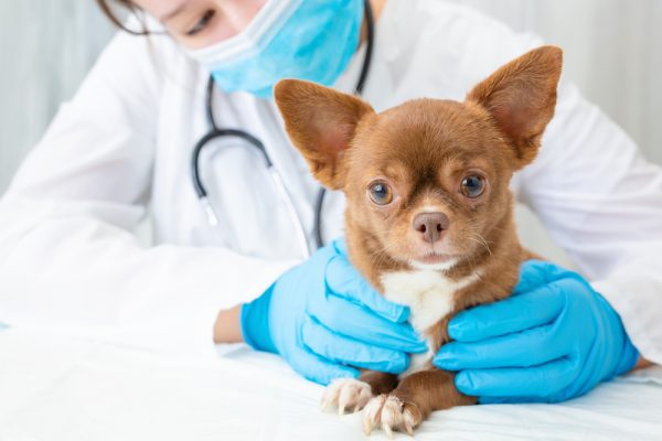 A veterinarian examines a chihuahua puppy_