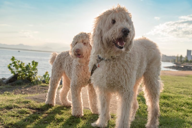 adorable-doodle-dogs-at-sunset