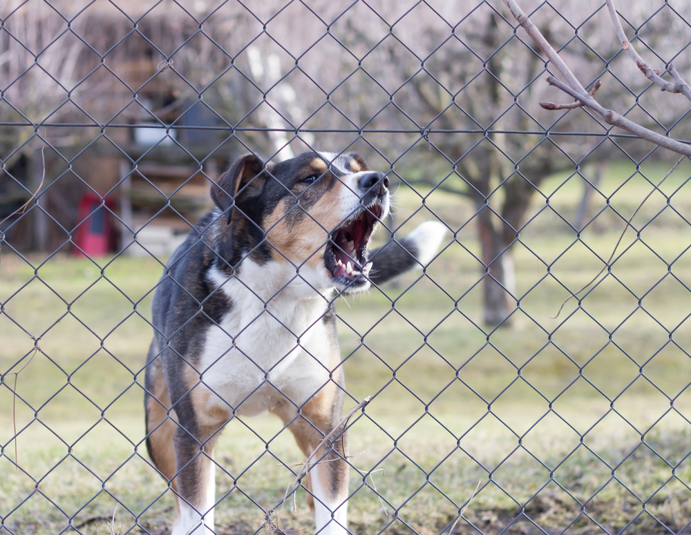 aggressive dog barking behind the fence