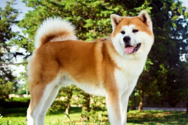 akita dog standing at the park