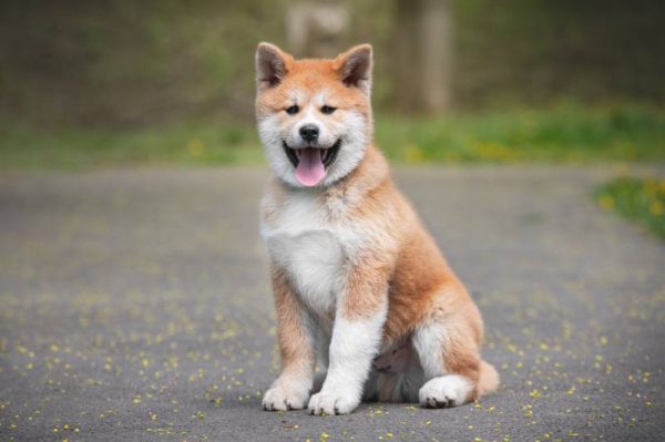 Akita Inu puppy outdoors