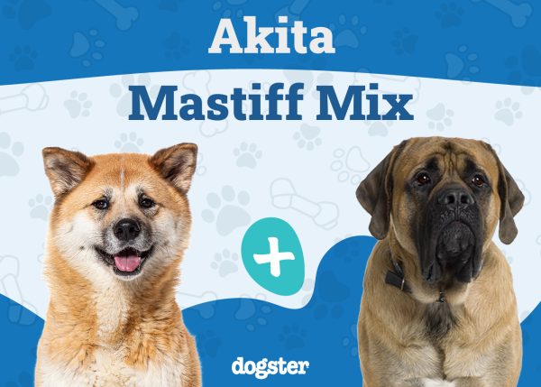 Akita Mastiff Mix