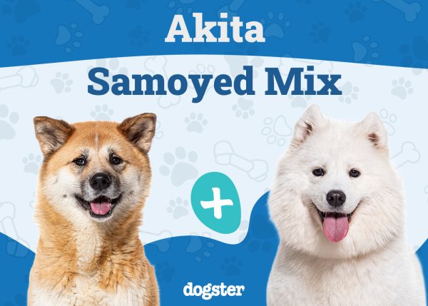 Akita Samoyed Mix