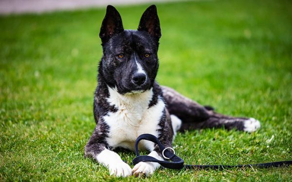 akita shiba mix dog lying on the grass