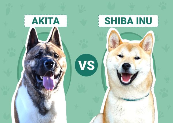 Akita vs Shiba Inu