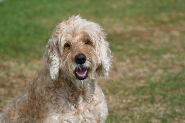 alternative photo for Afghan Chon dog looking at the camera