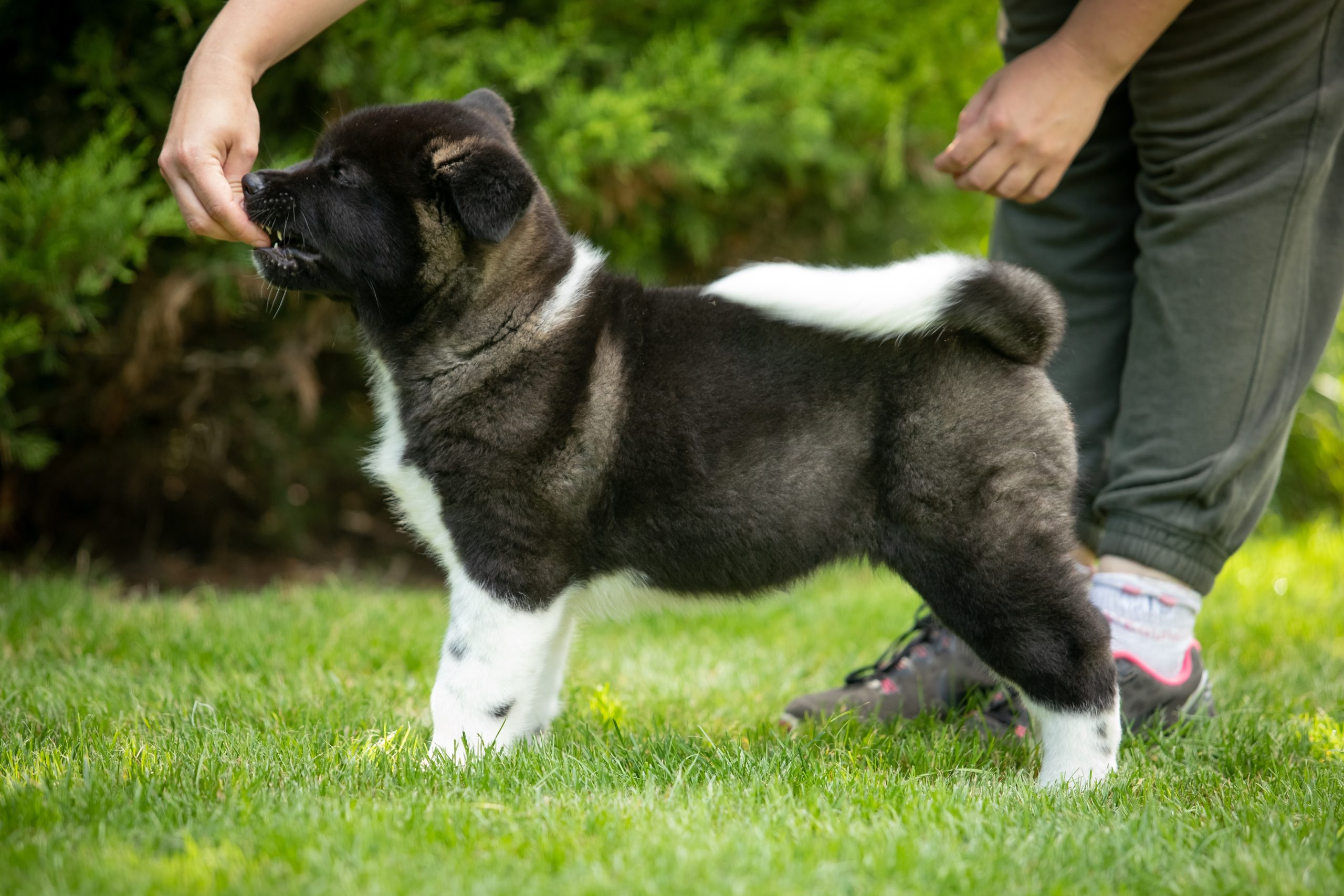 American Akita puppies walking on green grass