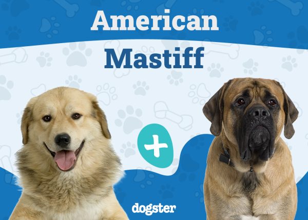 American Mastiff