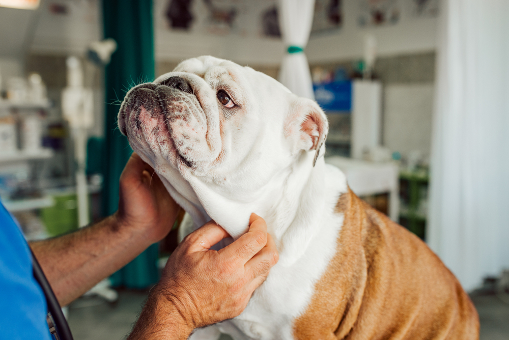 an english bulldog getting examined by a vet