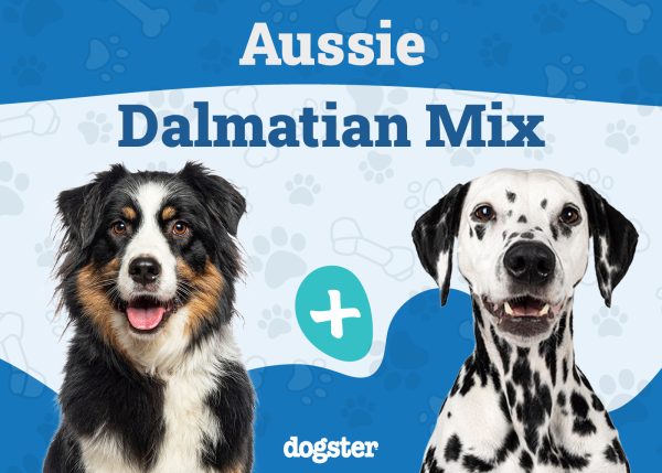 Aussie Dalmatian Mix