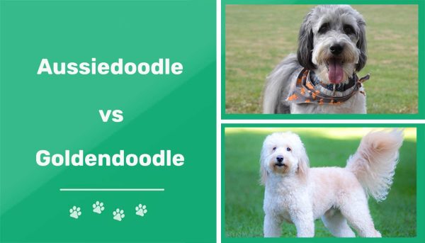 Aussiedoodle vs Goldendoodle