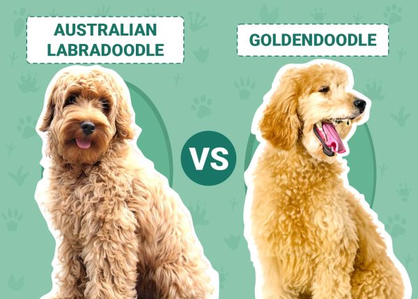 Australian Labradoodle vs Goldendoodle