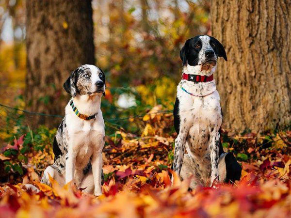 australian shepherd dalmatian mix dogs sitting under the tree during autumn