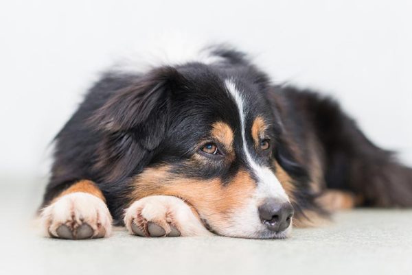 australian shepherd dog lying on the floor