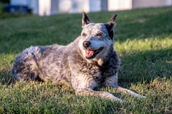 Australian Stumpy Tail Cattle Dog sitting in the grass