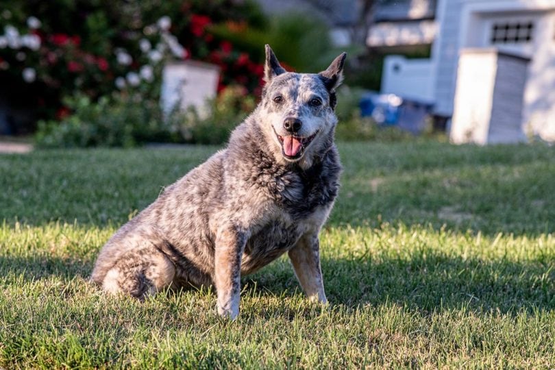 Australian Stumpy Dog_Yana Tinker, Shutterstock