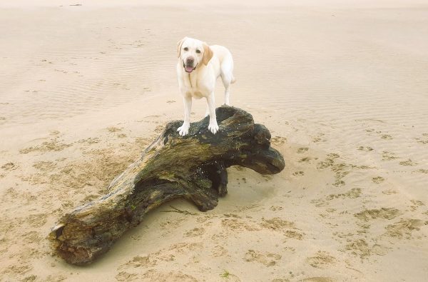 Bailey in her happy place - the beach!