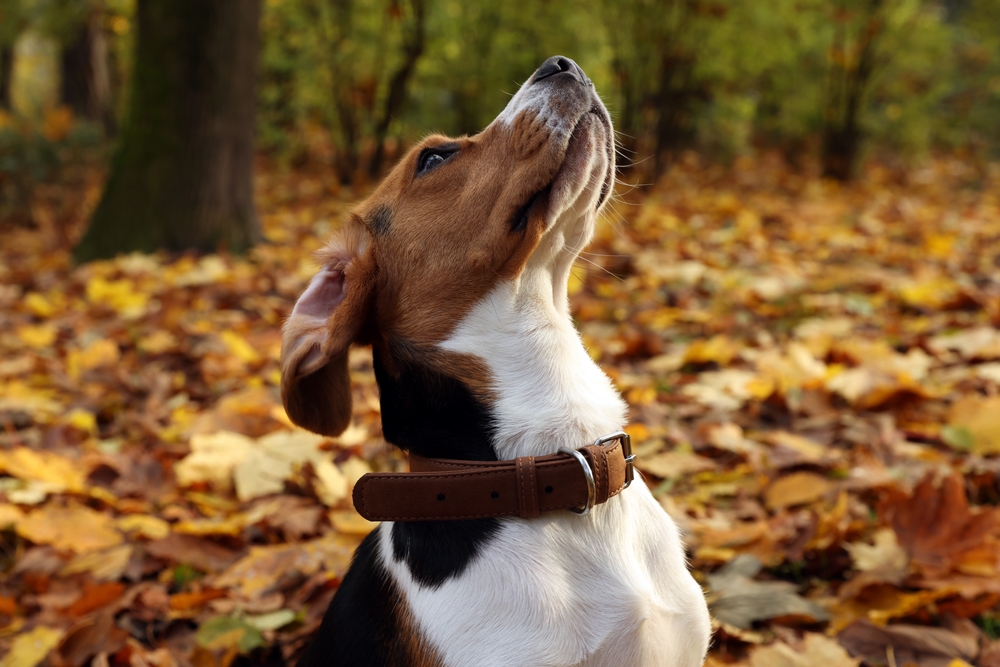 Beagle dog whearing a collar outdoors during autum