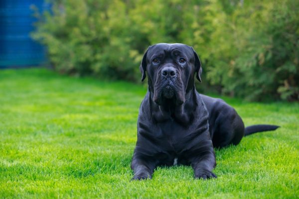 beautiful big dog cane corso