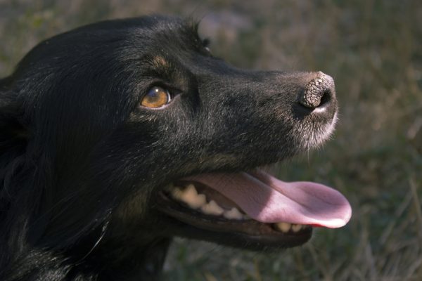 beautiful black dog have dry mud on his nose