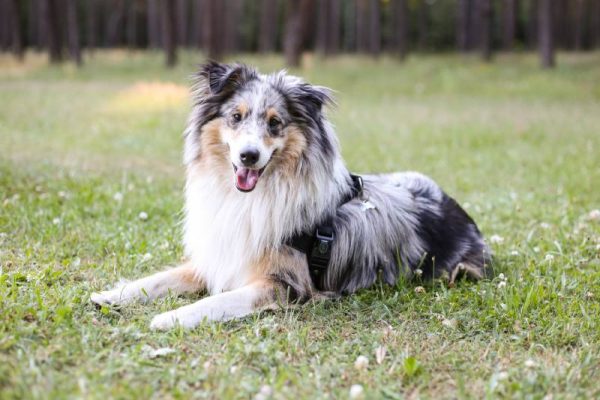 Beautiful blue merle sheltie shetland sheepdog dog fwith fluffy fur tri-color sitting on a green grass in park