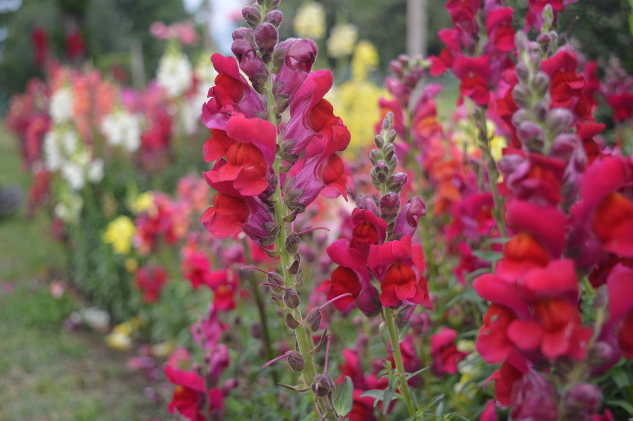 beautiful snapdragon plants