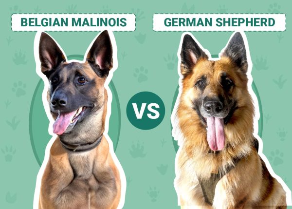 Belgian Malinois vs German Shepherd