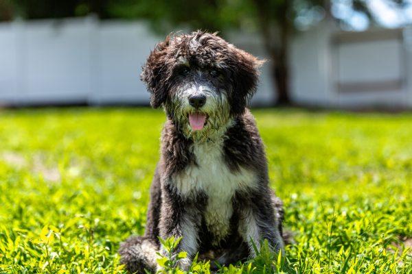 bernedoodle puppy sitting on the grass