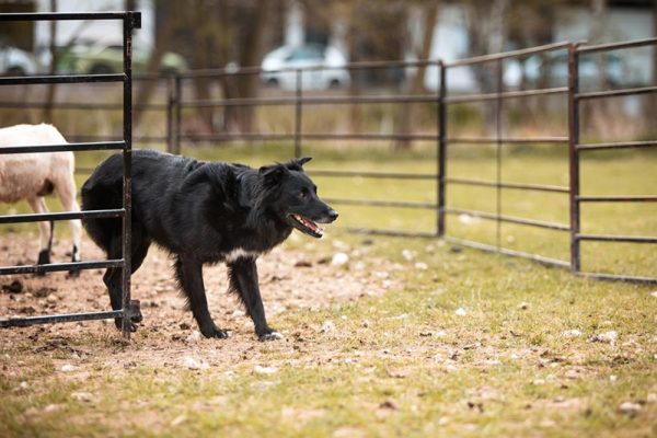 black australian shepherd dog herding sheeps