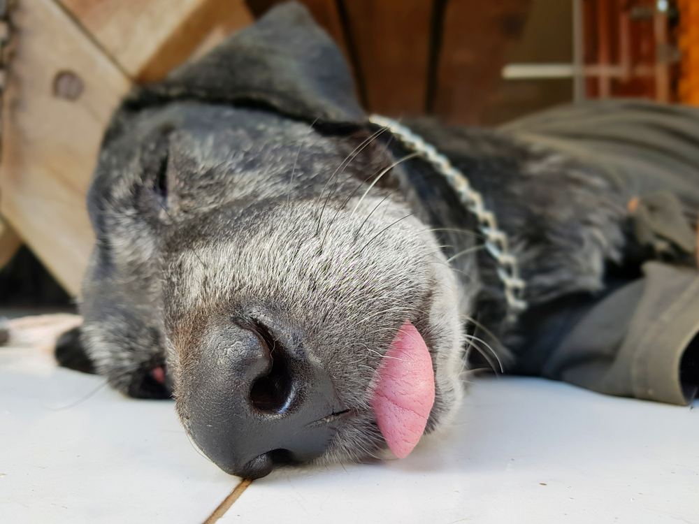 black dog sleeping with tongue out