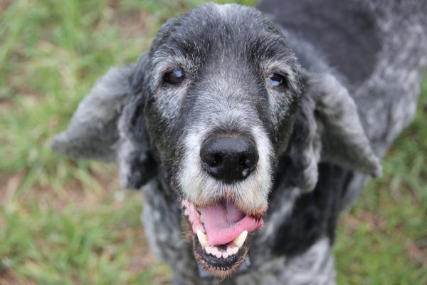 black senior dog