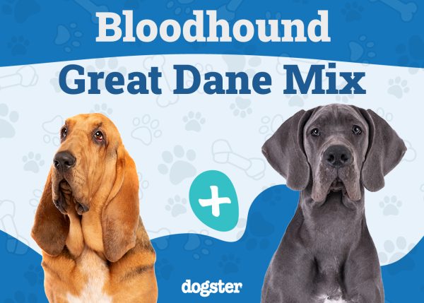 Bloodhound Great Dane Mix