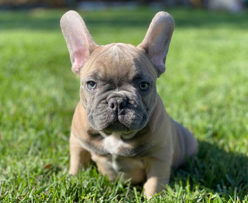 blue fawn french bulldog puppy lying on grass