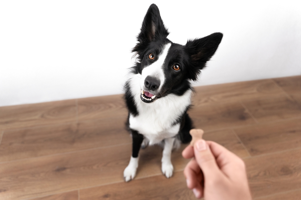 border collie dog waiting for the treat