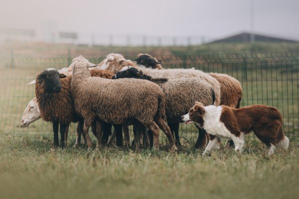 border-collie-herding