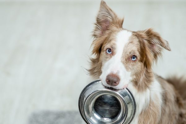 Border collie holding food bowl