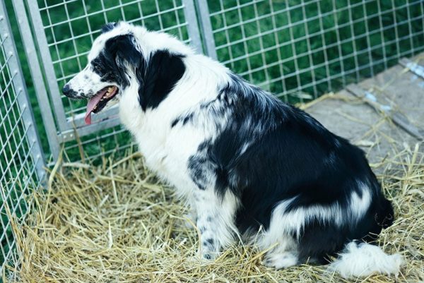 border collie in a crate