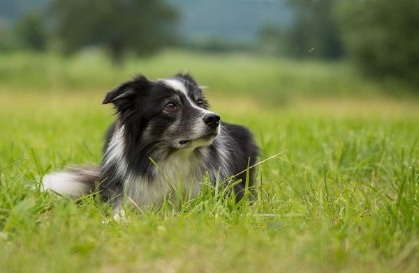 Border Collie looking at a fly