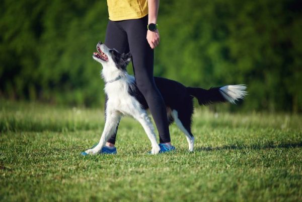 Border Collie puppy during obedience training outdoors