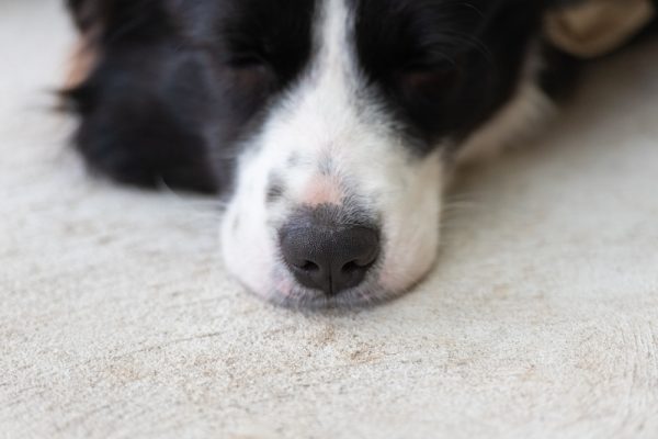 border collie puppy nose