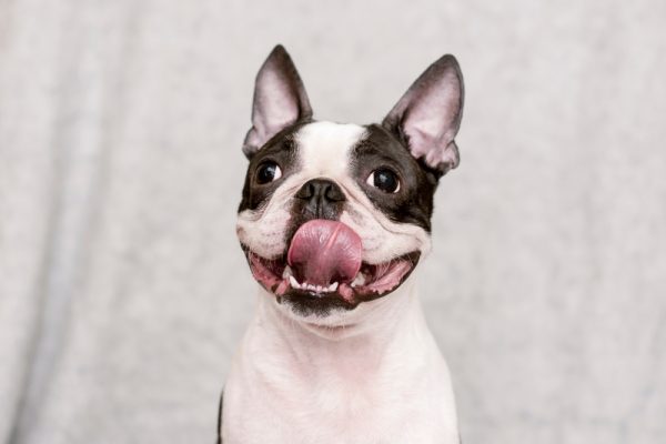 Boston terrier with a happy face and parched tongue posing