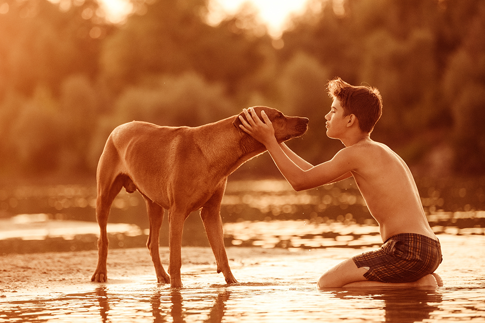 boy playing with dog at the beach during sunset