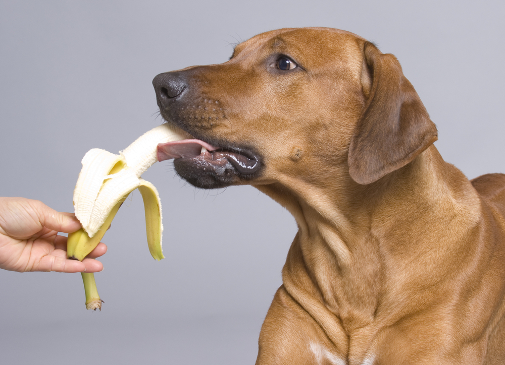 Brown dog eating a banana