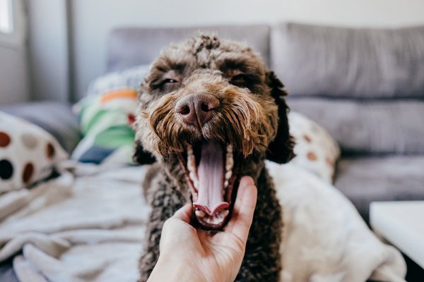 Brown Spanish Water Dog opening her big mouth like yawning and lying on the sofa