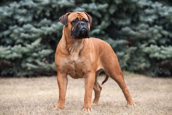 Bullmastiff