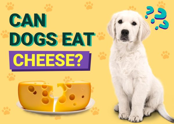 Can Dogs Eat Cheese