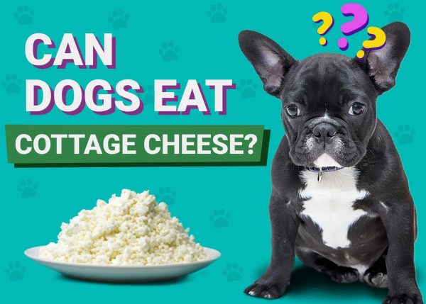 Can Dogs Eat Cottage Cheese